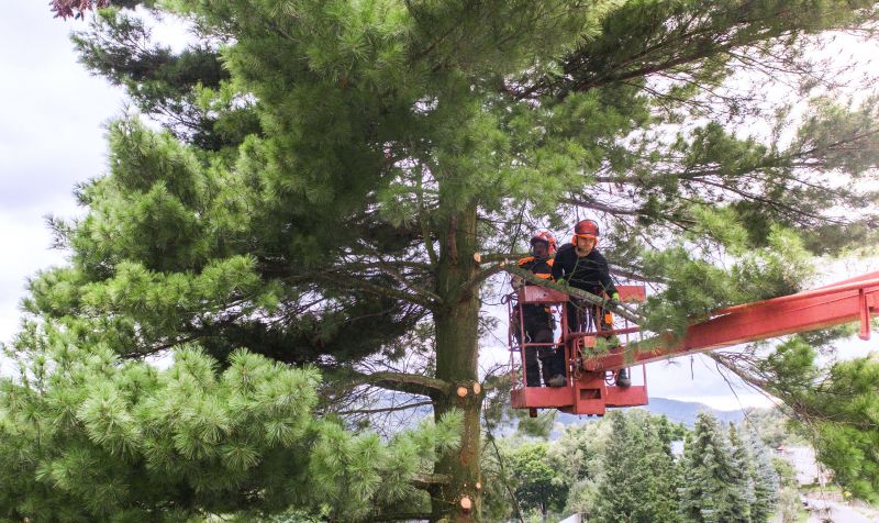 Arborist Pruning in Reno, NV