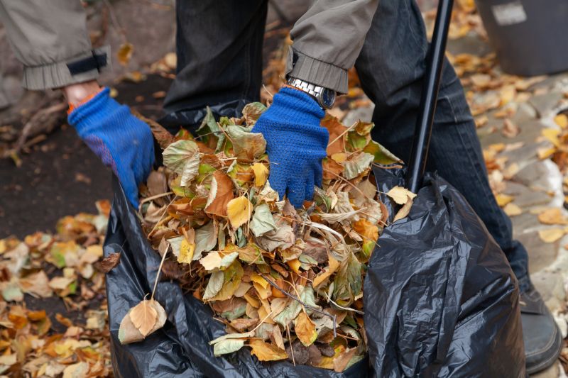 Collecting Leaves for Disposal