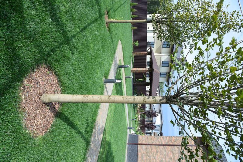 Privacy Trees Planting in Honolulu, HI